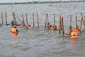 pembongkaran-pagar-laut-oleh-marinir-tni-al-bisa-berujung-pidana-lbh-jakarta-beri-penjelasan