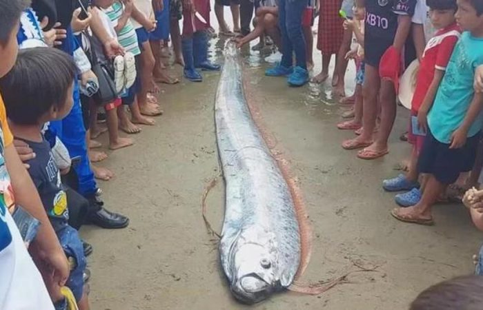 Penampakan Ikan Oarfish di Meksiko: Misteri Laut yang Menakjubkan