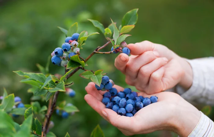 10 Buah yang Baik untuk Kesehatan Pankreas